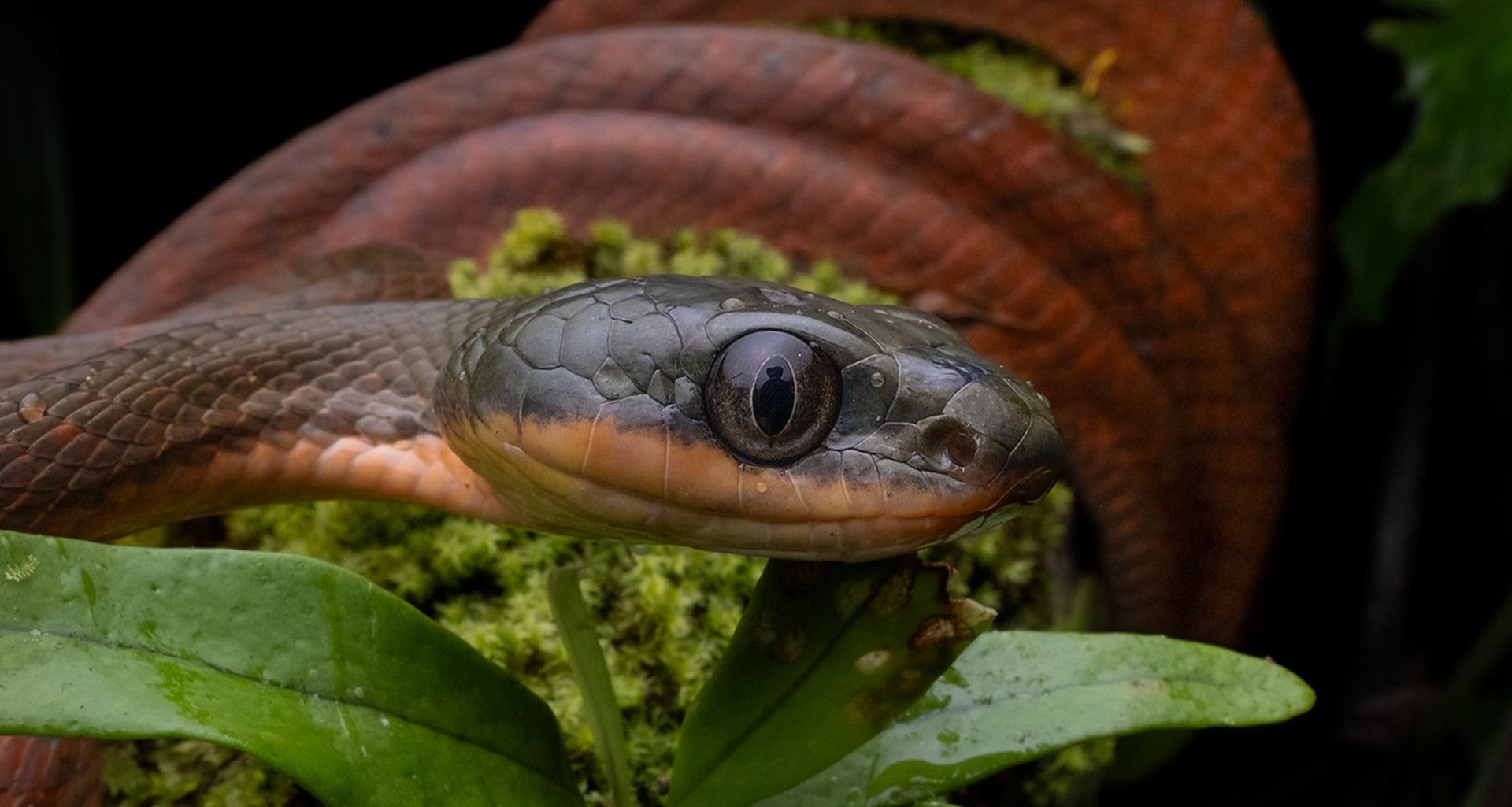 Dark-headed cat snake (Boiga nigriceps).