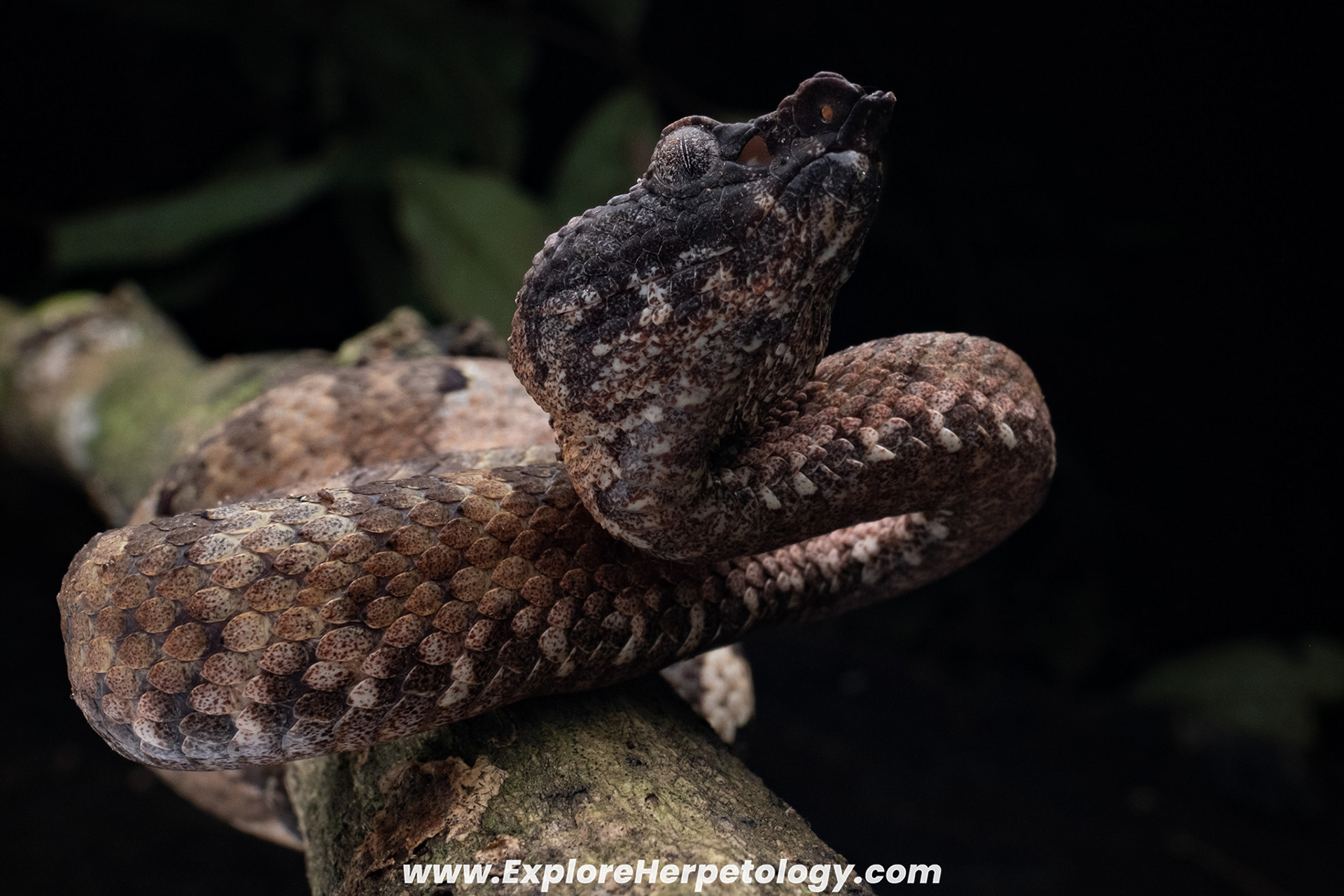 Lowland leaf-nosed pit viper (Craspedocephalus cf. borneensis).