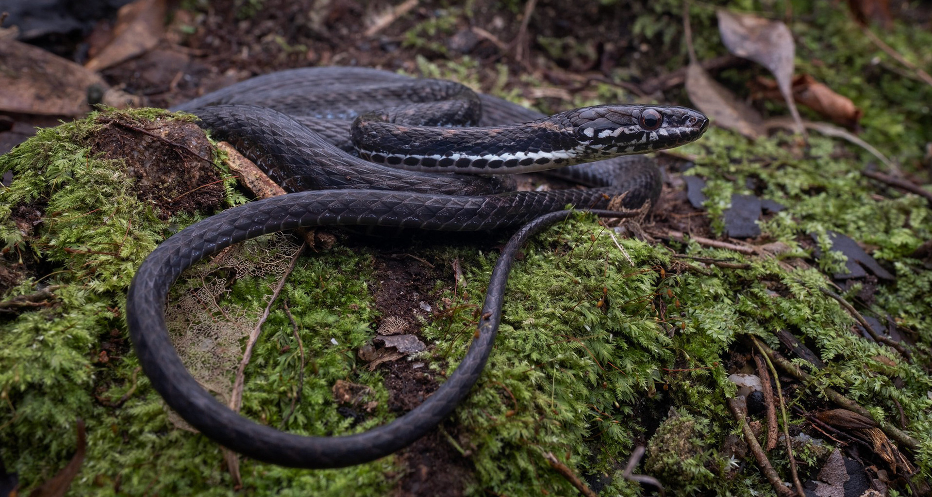 Gunung Inas keelback (Hebius inas)