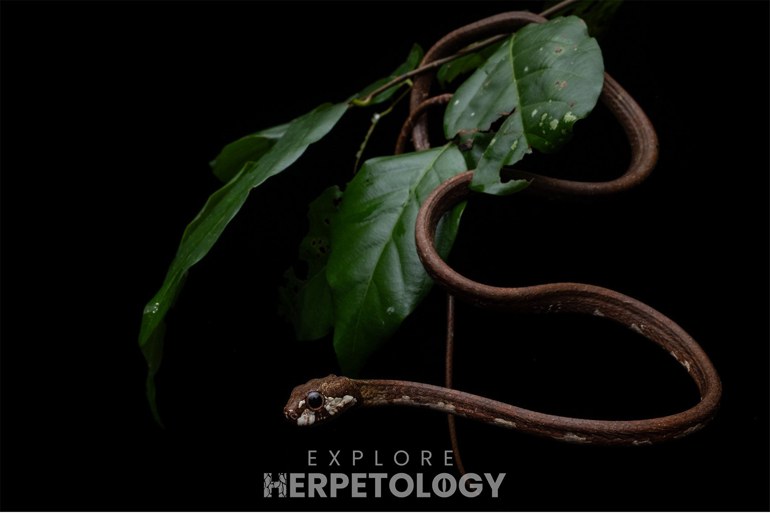 Blunt-headed slug snake (Aplopeltura boa).