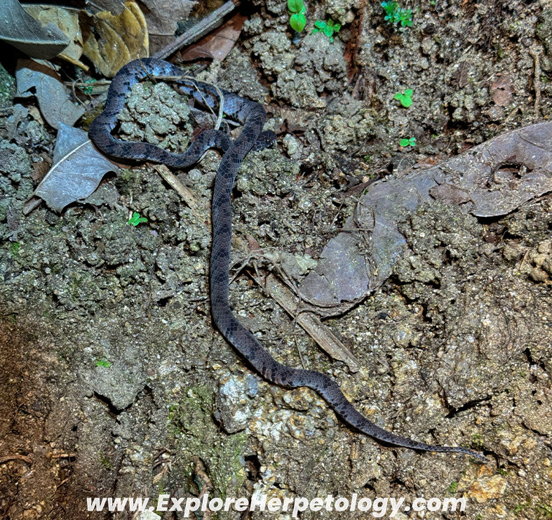 Smooth slug snake (Asthenodipsas laevis).