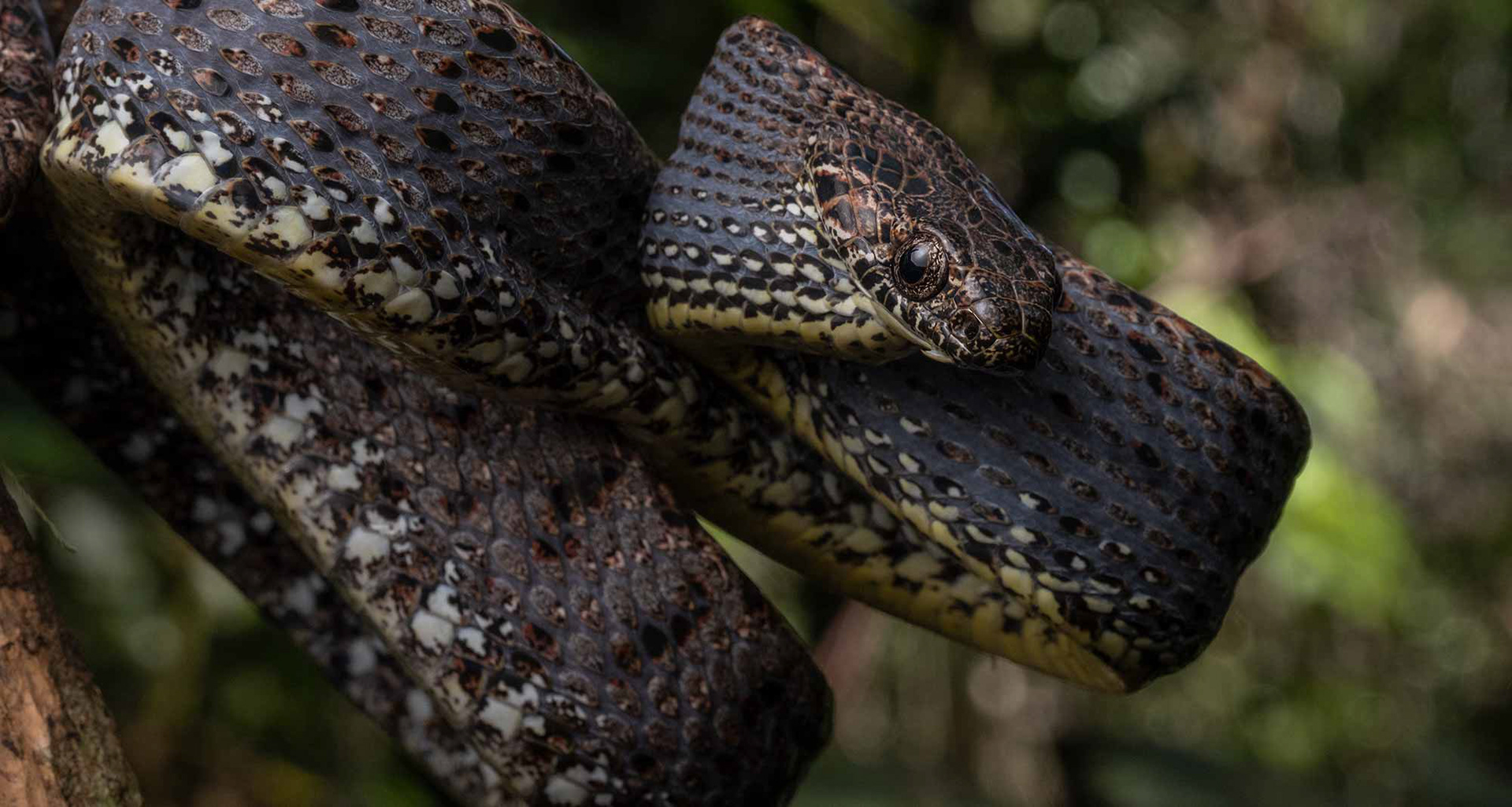 Jasper cat snake (Boiga jaspidea).