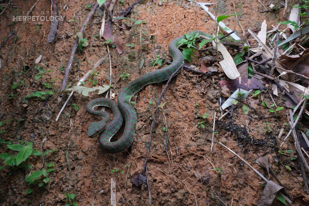 male Phuket pit viper (Trimeresurus phuketensis)