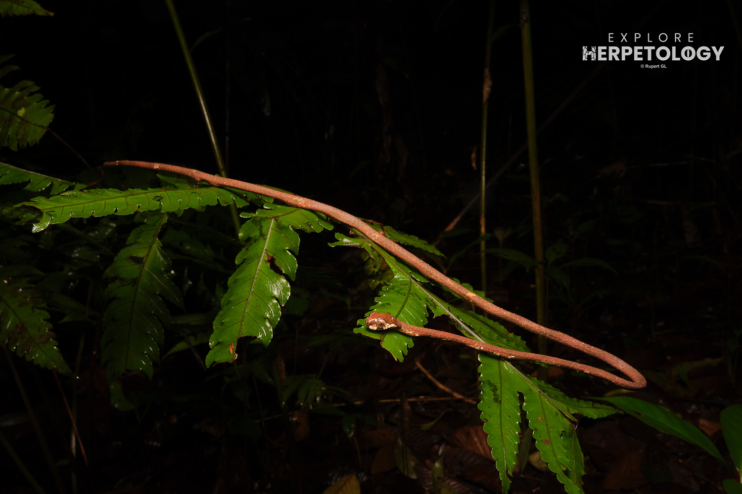 Blunt-headed slug snake (Aplopeltura boa)