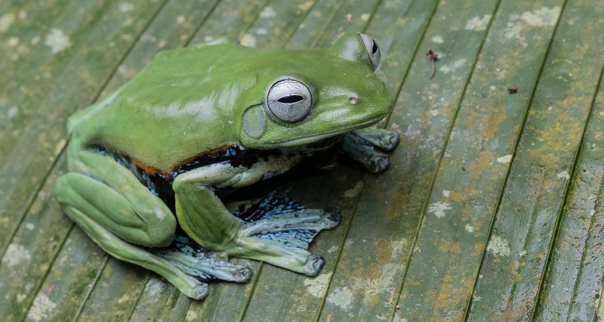 Norhayati's flying frog (Rhacophorus norhayatii).