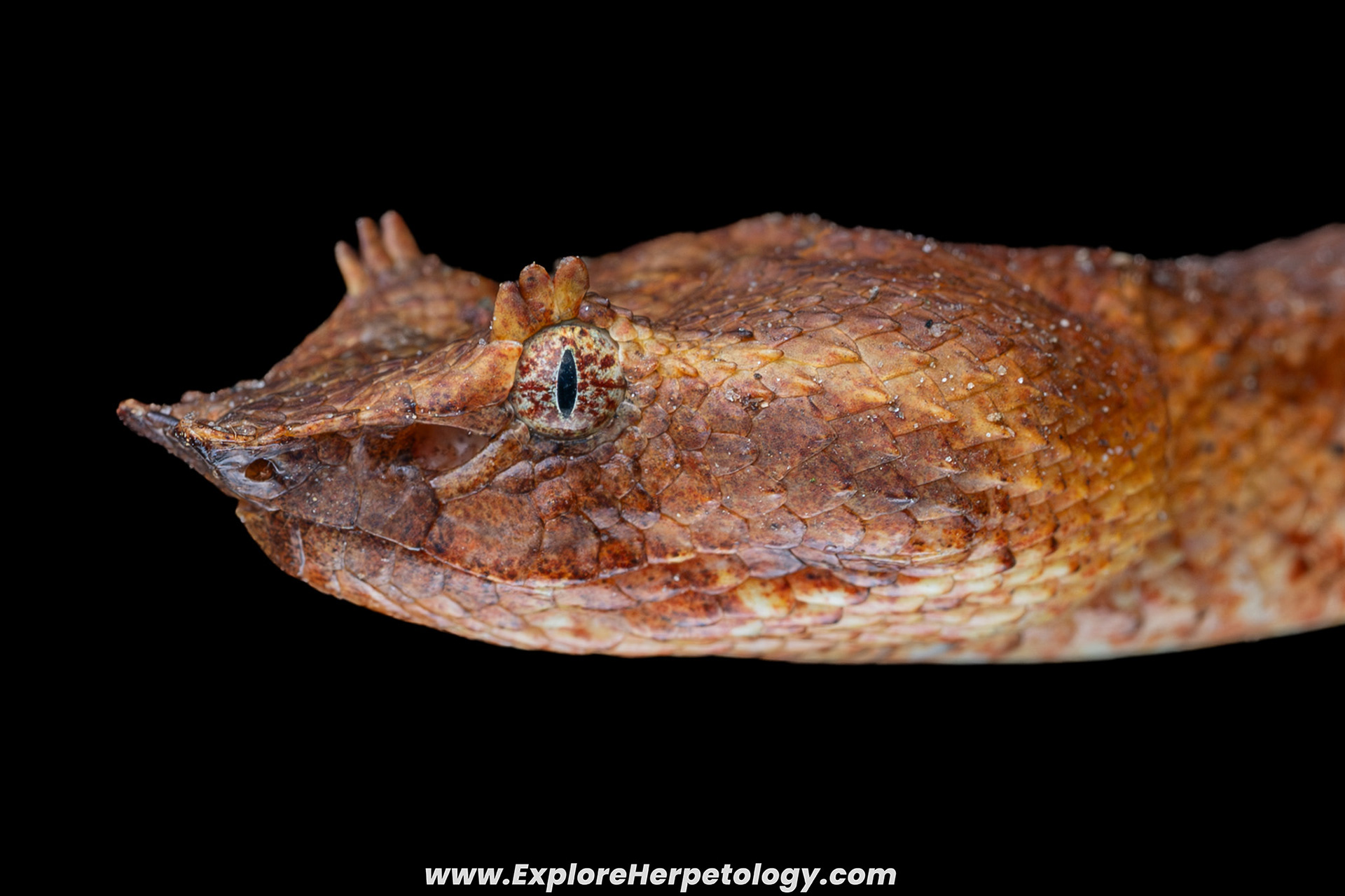 Brongersma's leaf-nosed pit viper (Craspedocephalus brongersmai).