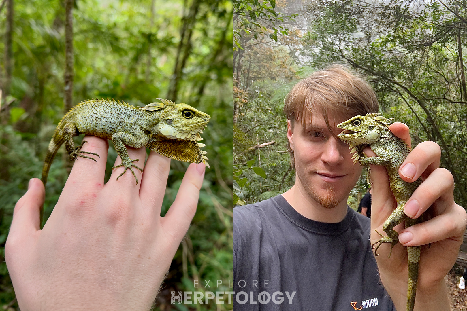 Kinabalu crested lizard (Hypsicalotes kinabaluensis)
