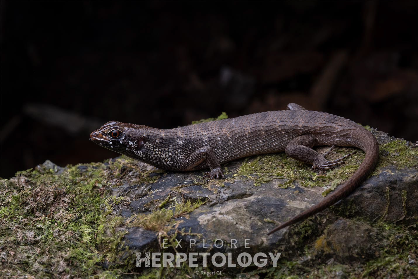 Misamis stream skink (Tropidophorus misaminius)