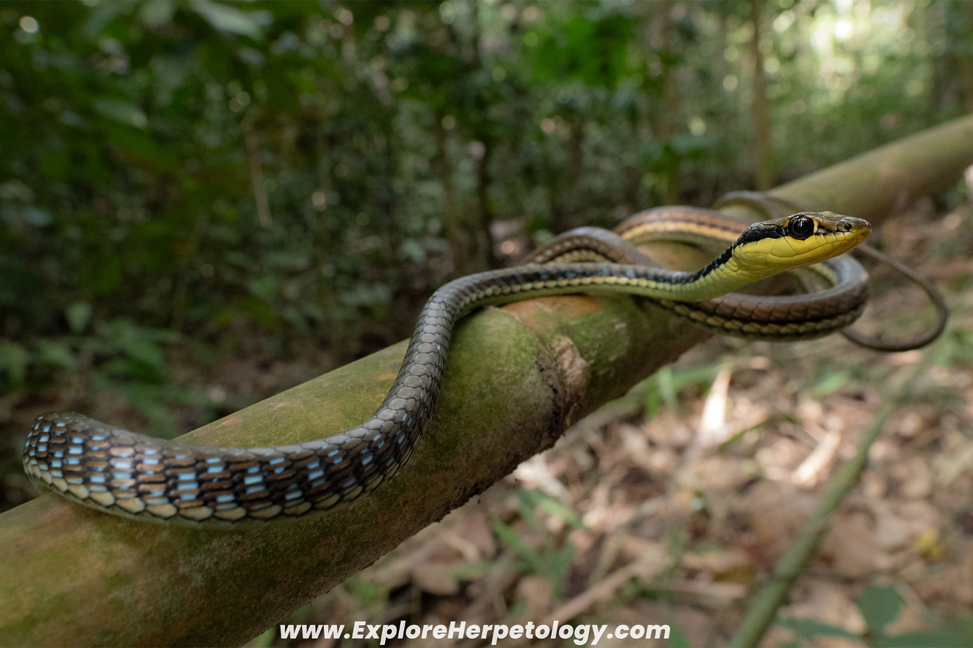Maren's bronzeback (Dendrelaphis marenae).