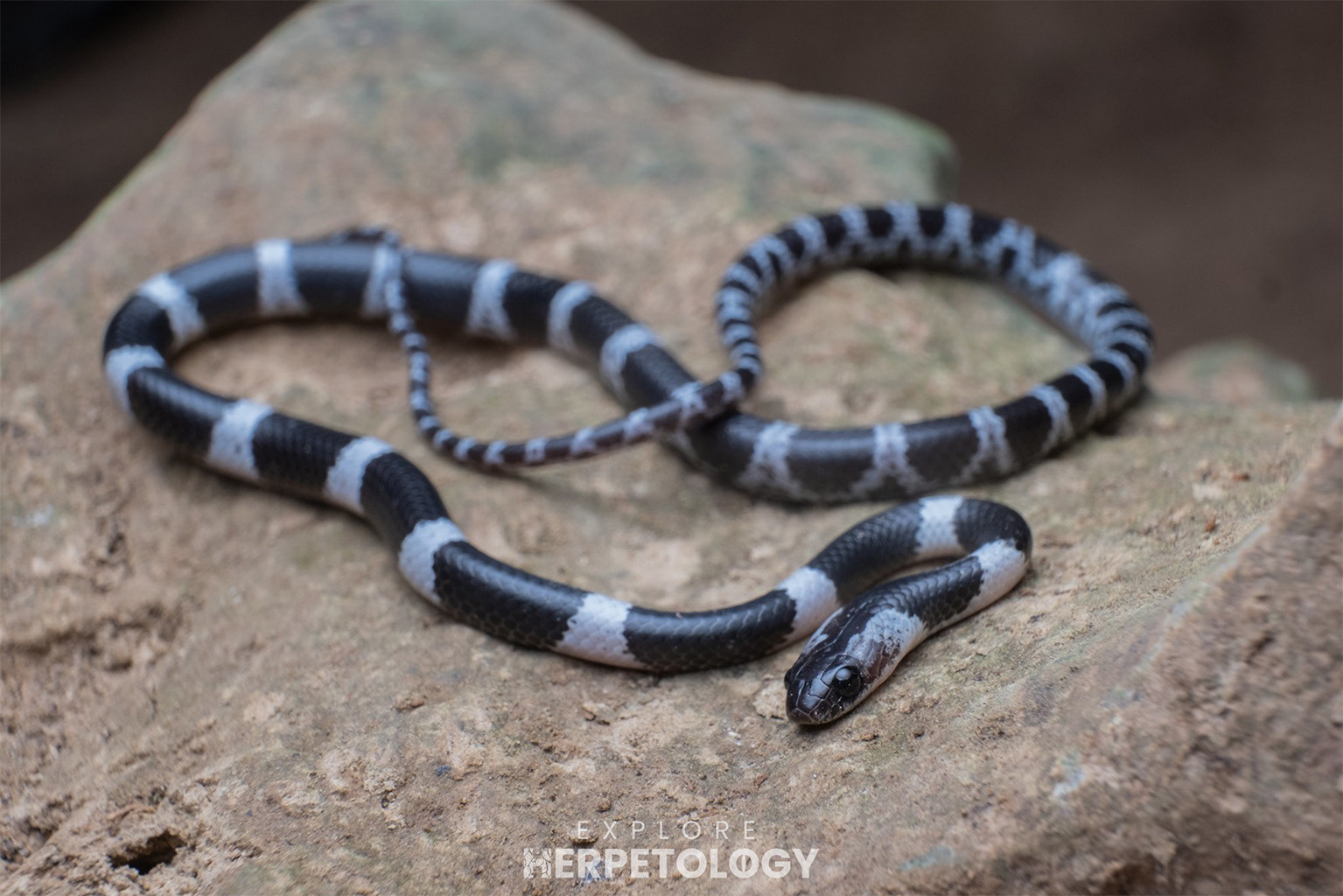 Davison's bridle snake (Dryocalamus davisonii)