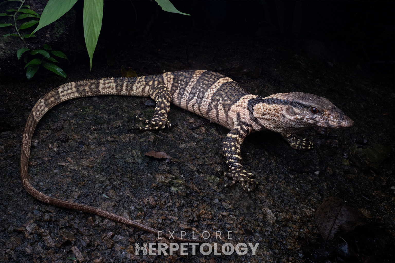 Dumeril's monitor (Varanus dumerilii)