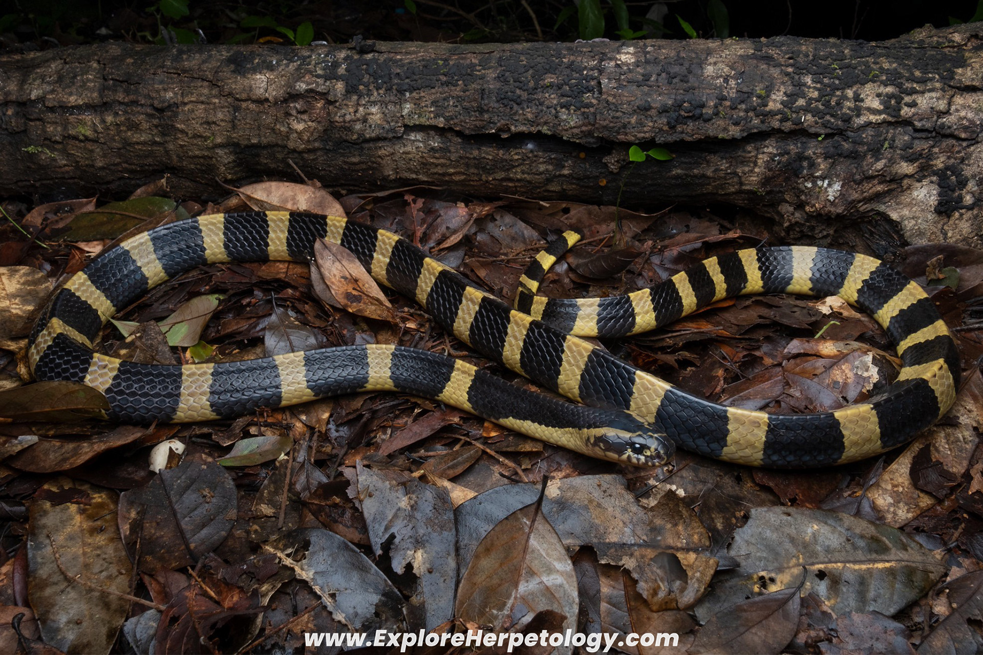 Banded krait (Bungarus annularis).
