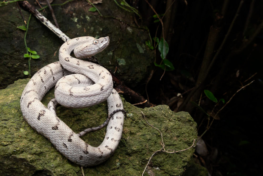 Tokara Habu (Protobothrops tokarensis) from Japan.
