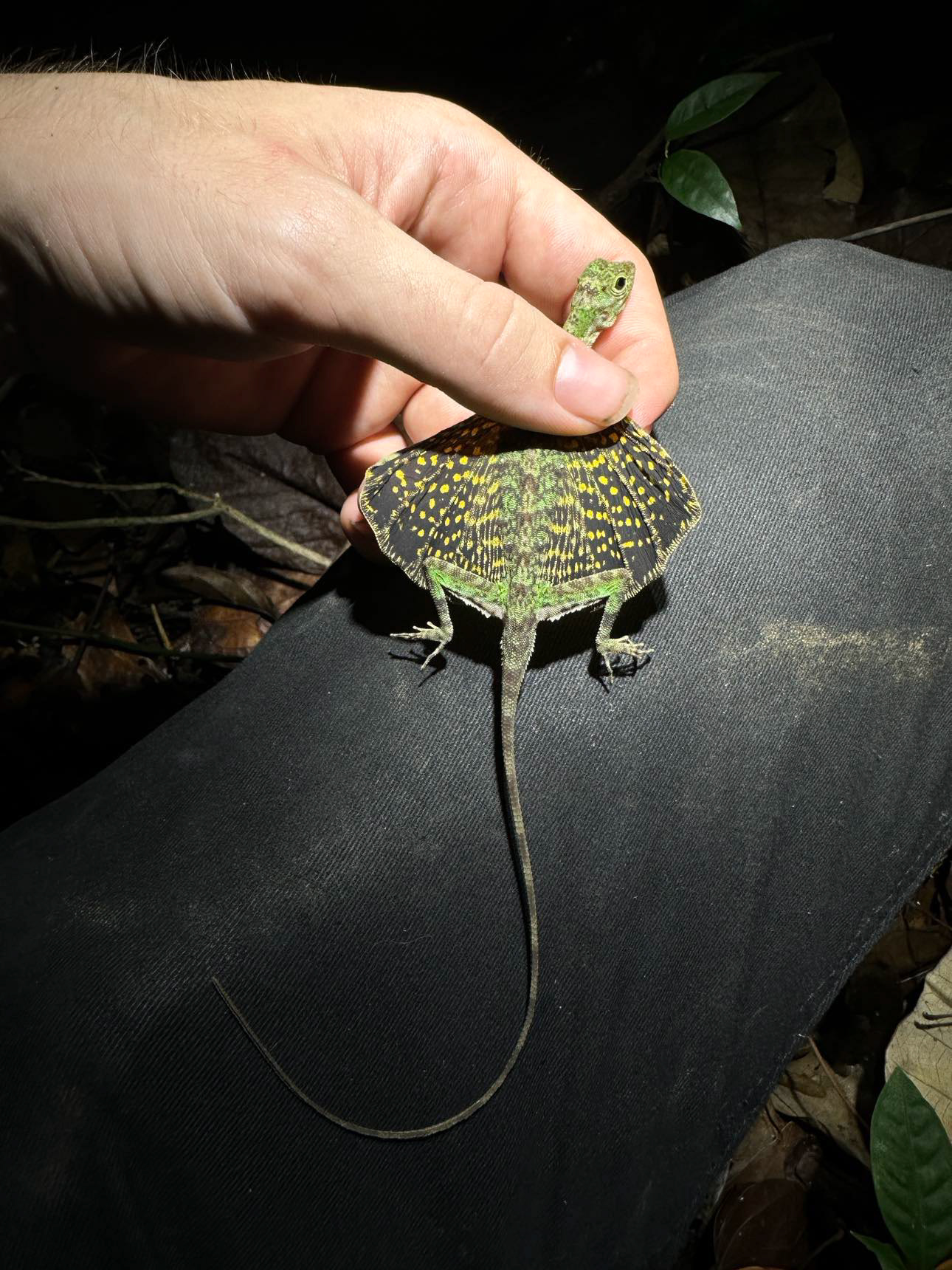 Blandford's flying lizard (Draco blandfordi).