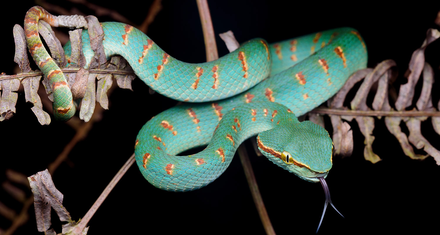 Wagler's pit viper (Tropidolaemus wagleri)