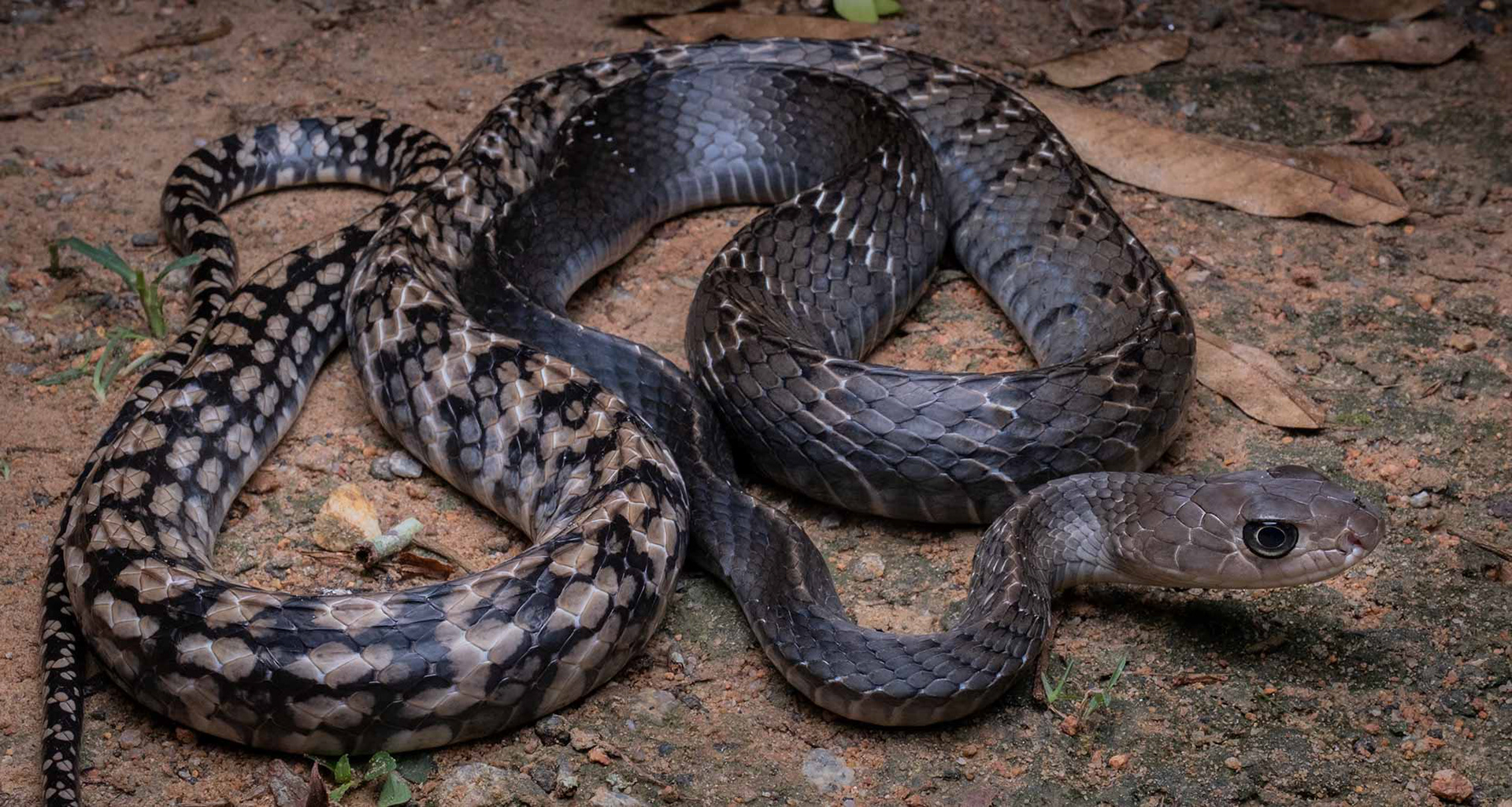 Keeled rat snake (Ptyas carinata)