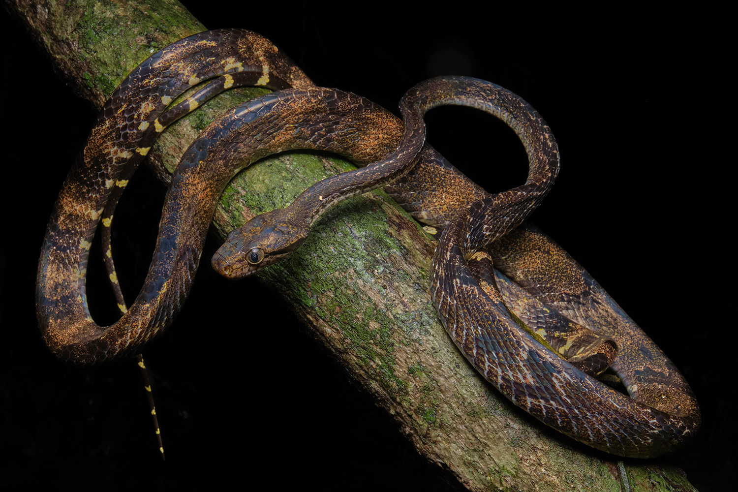 Melanistic dog-toothed cat snake (Boiga cynodon)