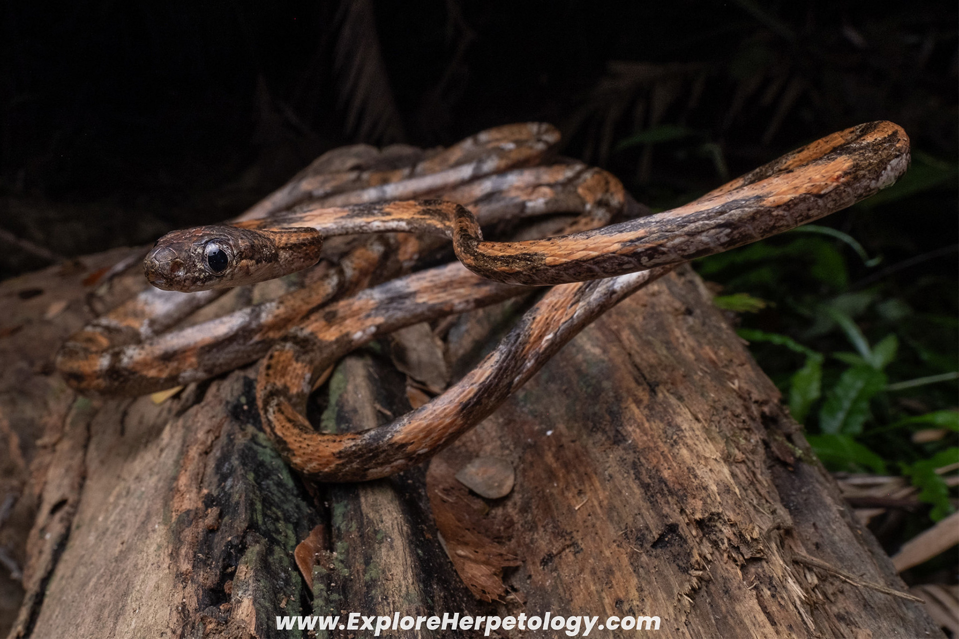 Leyte cat snake (Boiga angulata).