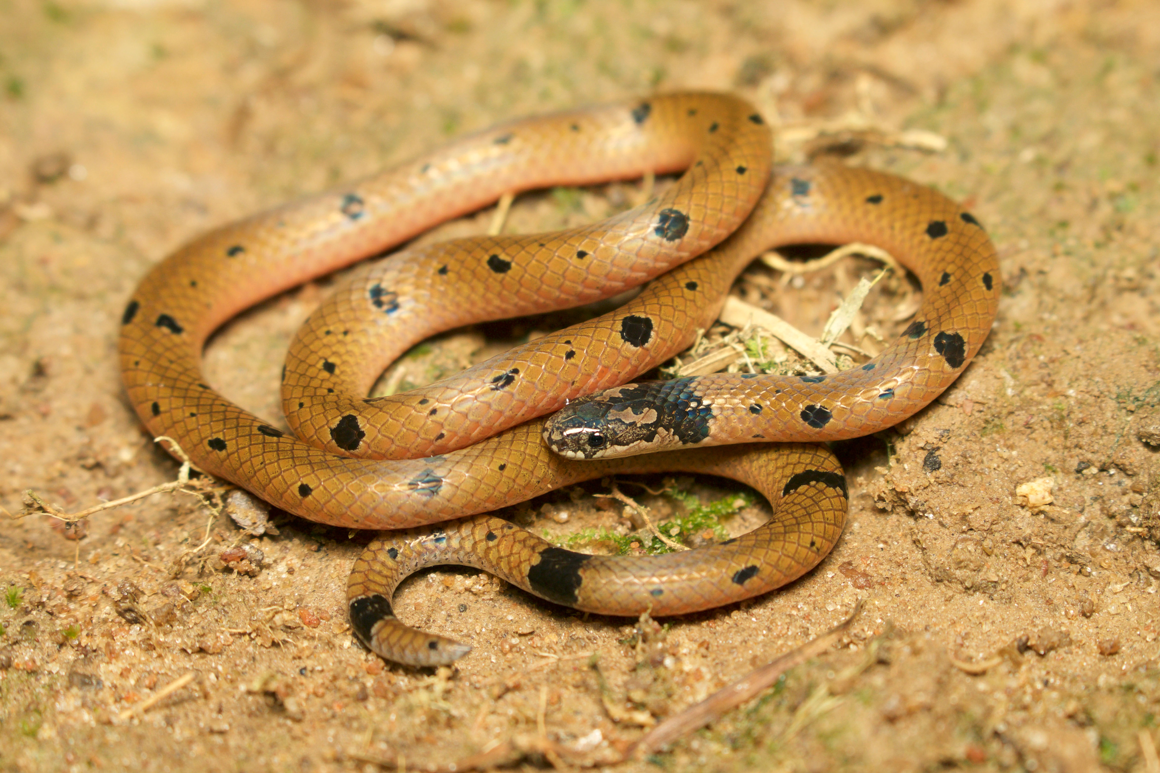 Small-spotted coral snake (Calliophis maculiceps).