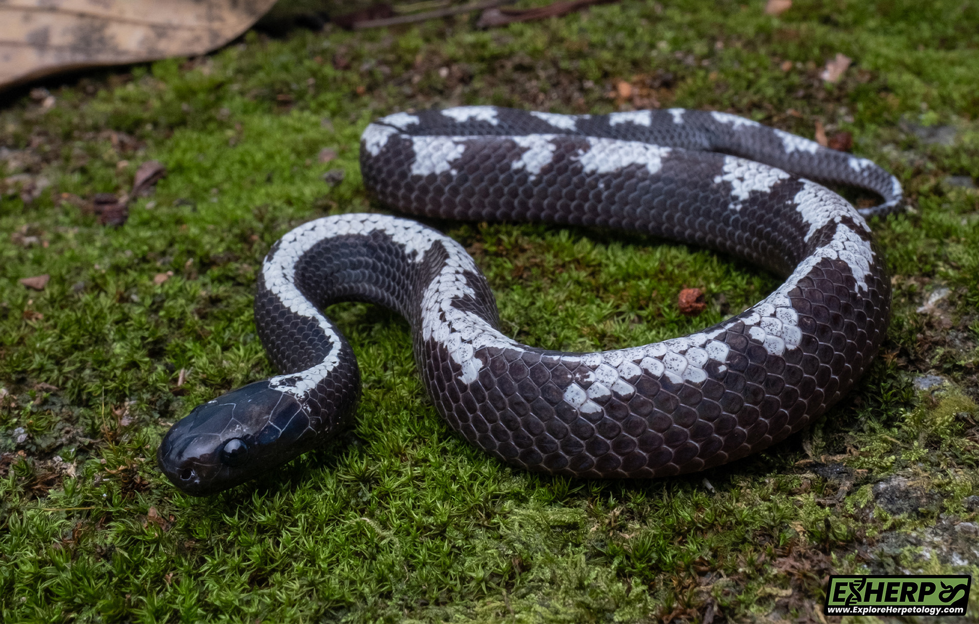 Malaccan slug snake (Asthenodipsas cf. malaccanus).