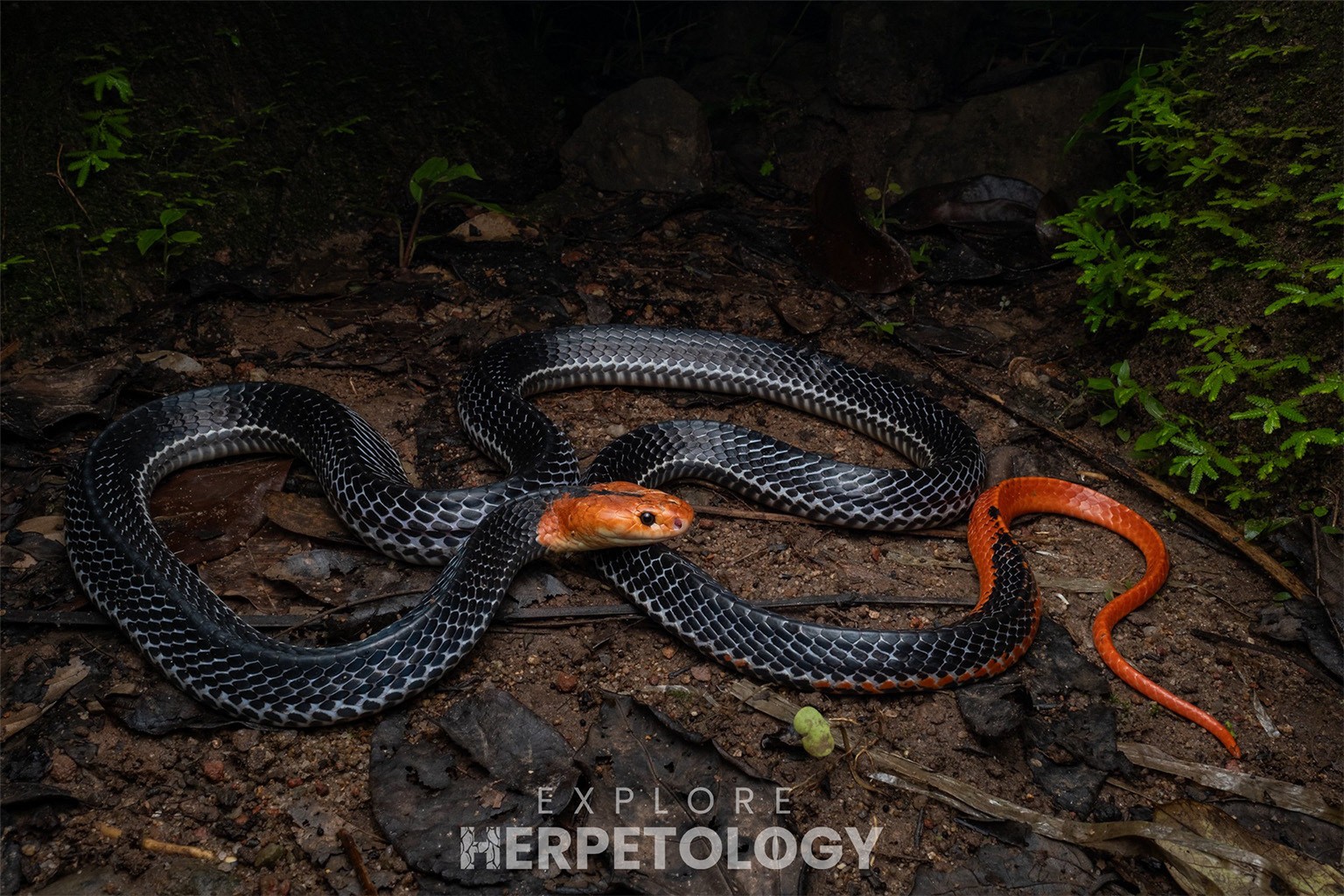 Red-headed krait (Bungarus flaviceps).
