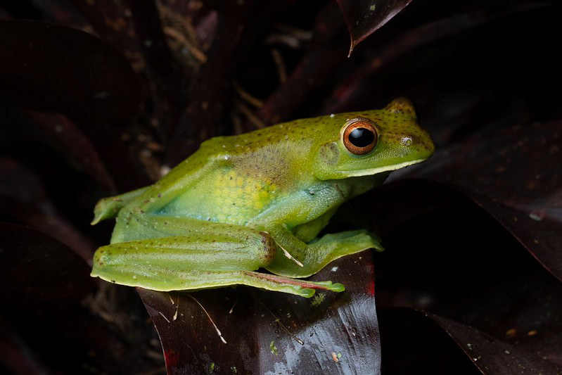 Jade flying frog (Zhangixalus prominanus)