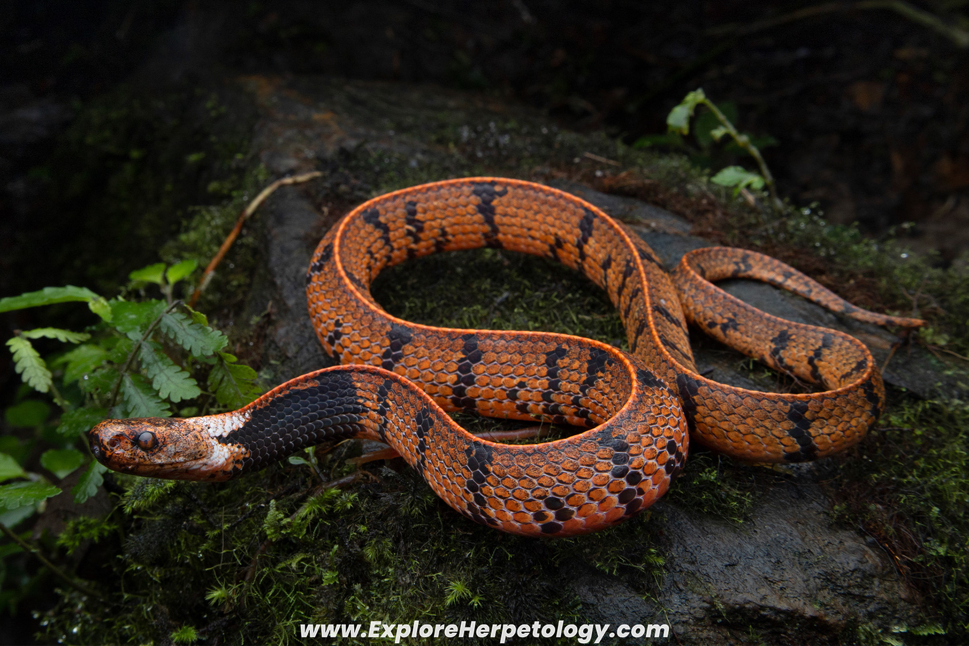 Stuebing's slug snake (Asthenodipsas stuebingi).