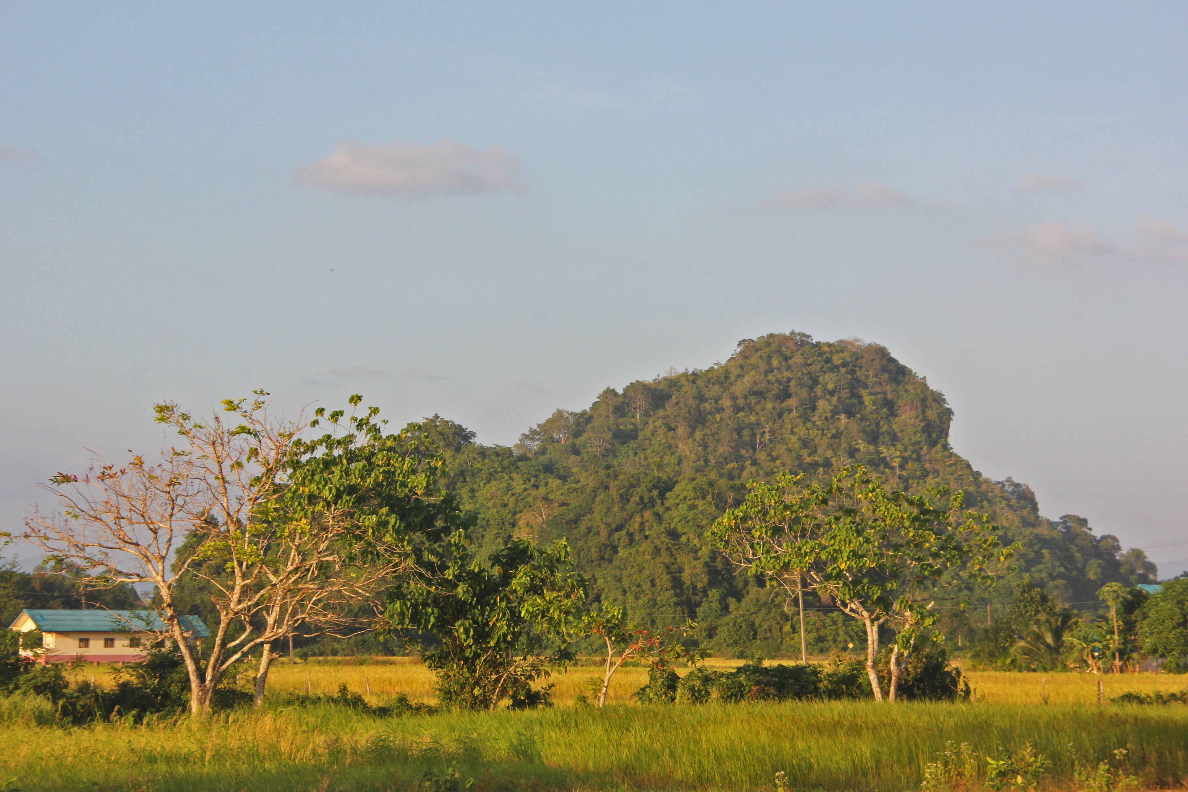 Limestone karst within rice fields, Trang