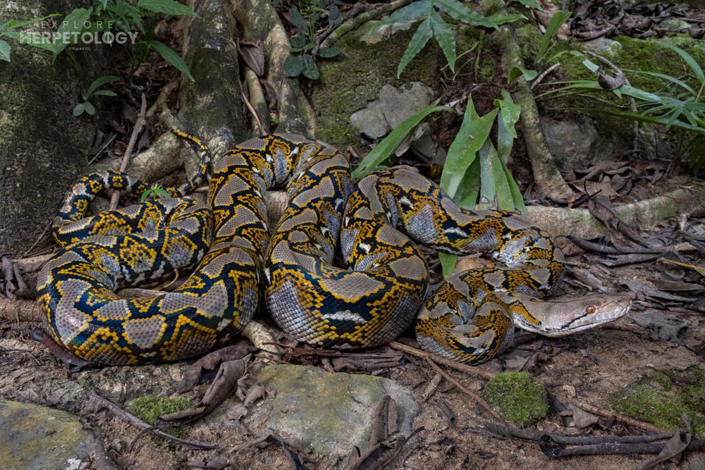 Reticulated python (Malayopython reticulatus)