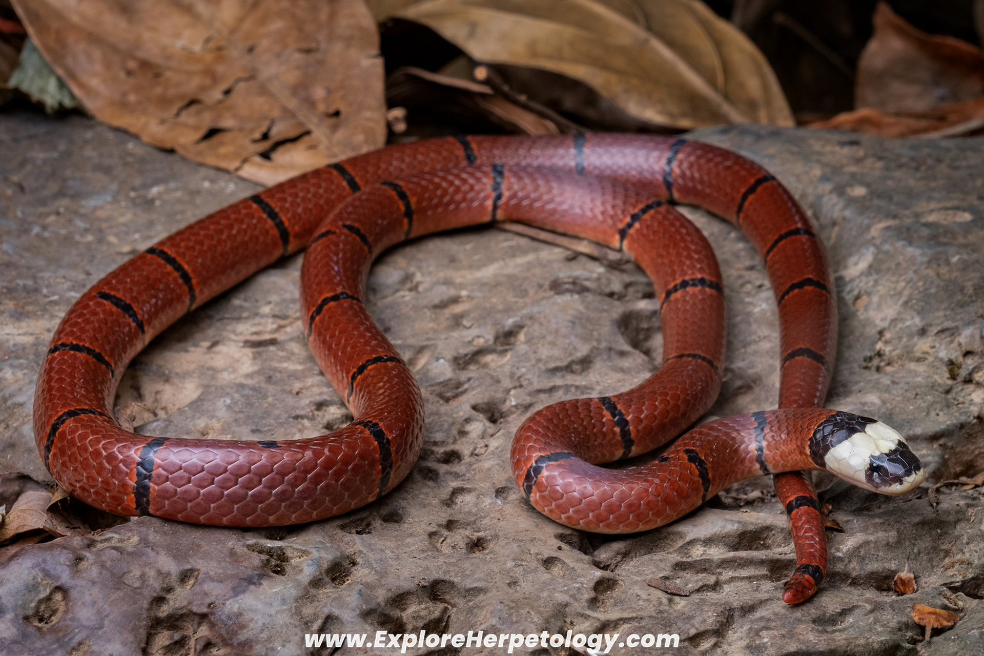 Macclelland's coral snake (Calliophis macclellandi).