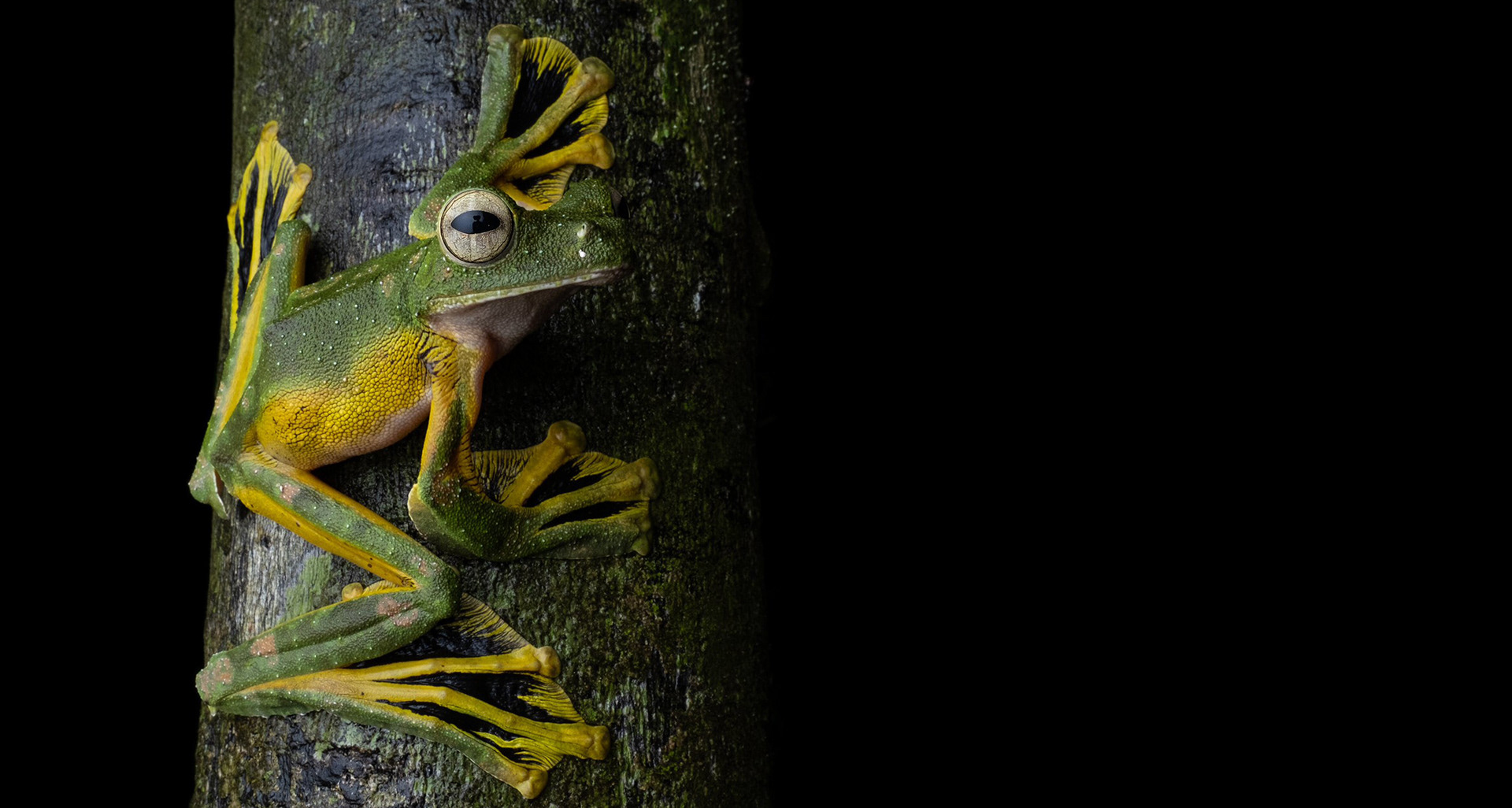 Wallace's flying frog (Rhacophorus nigropalmatus).