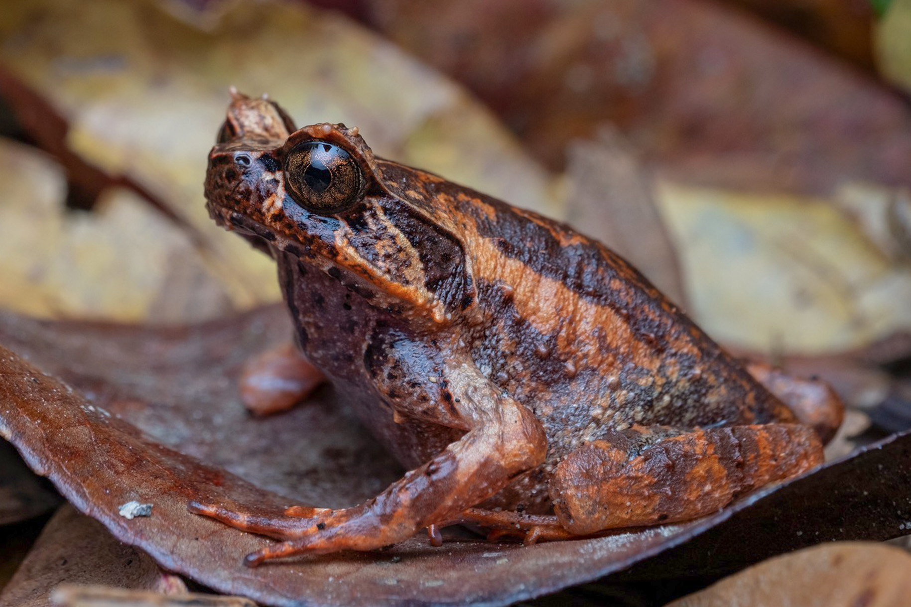 Kinabalu horned frog (Pelobatrachus baluensis).