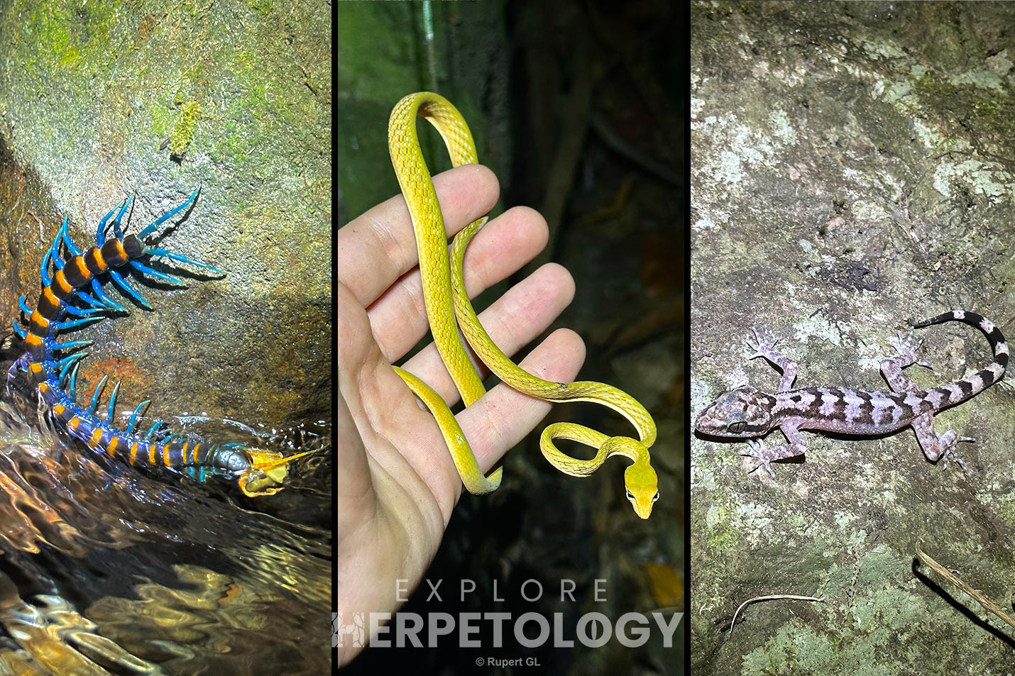 Left to right: strange Scolopendra sp., Ahaetulla prasina preocularis, Cyrtodactylus philippinicus.