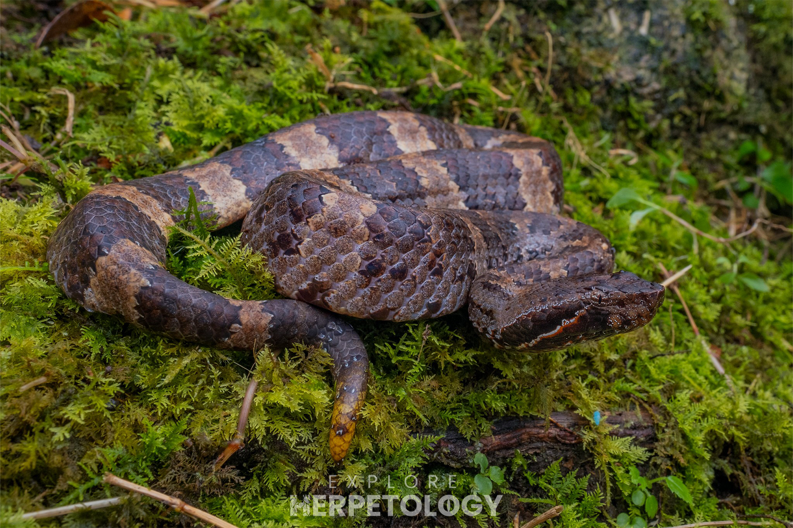 Normal Garthius chaseni.