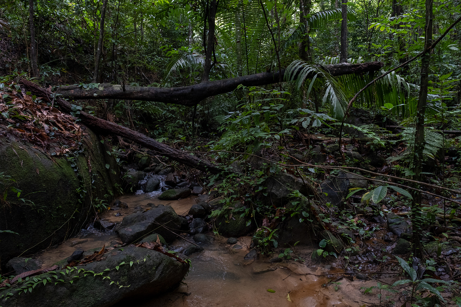 Primary lowland dipterocarp rainforest