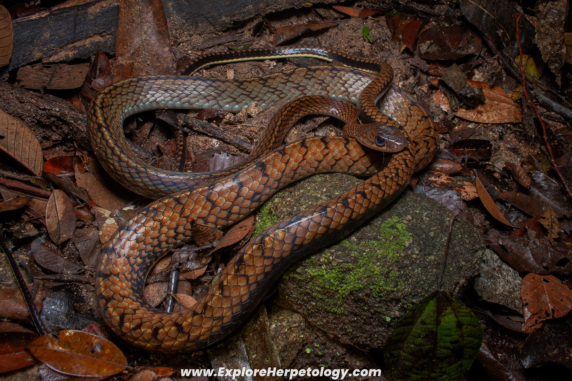 White-bellied ratsnake (Ptyas fusca).