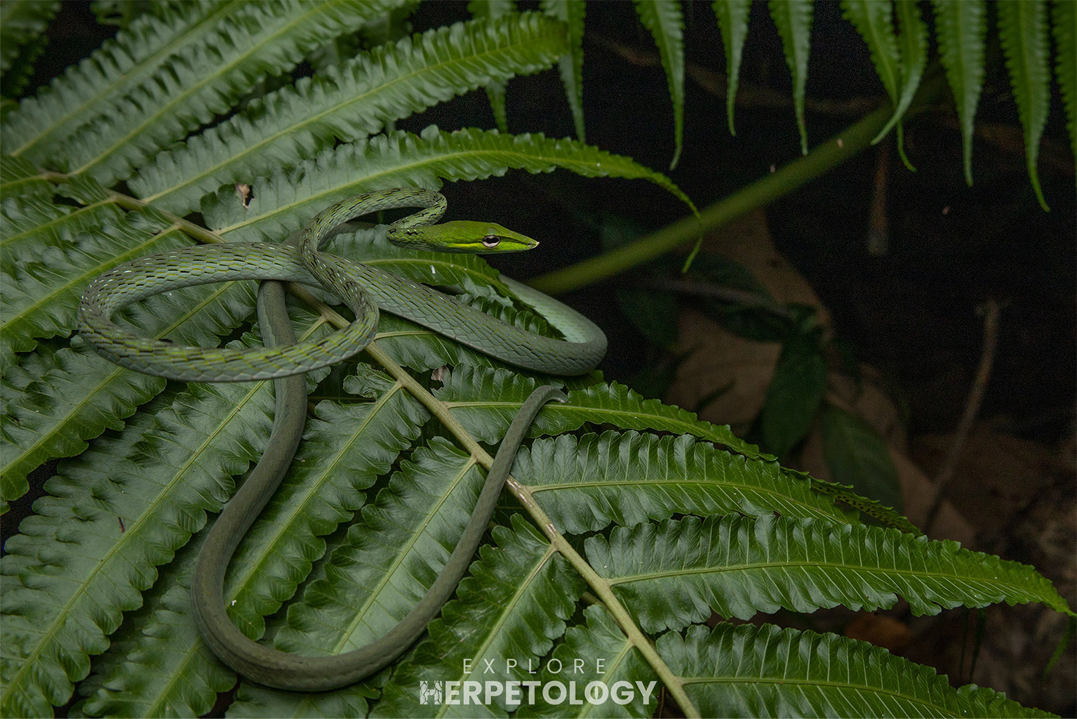 Vine snake (Ahaetulla sp)