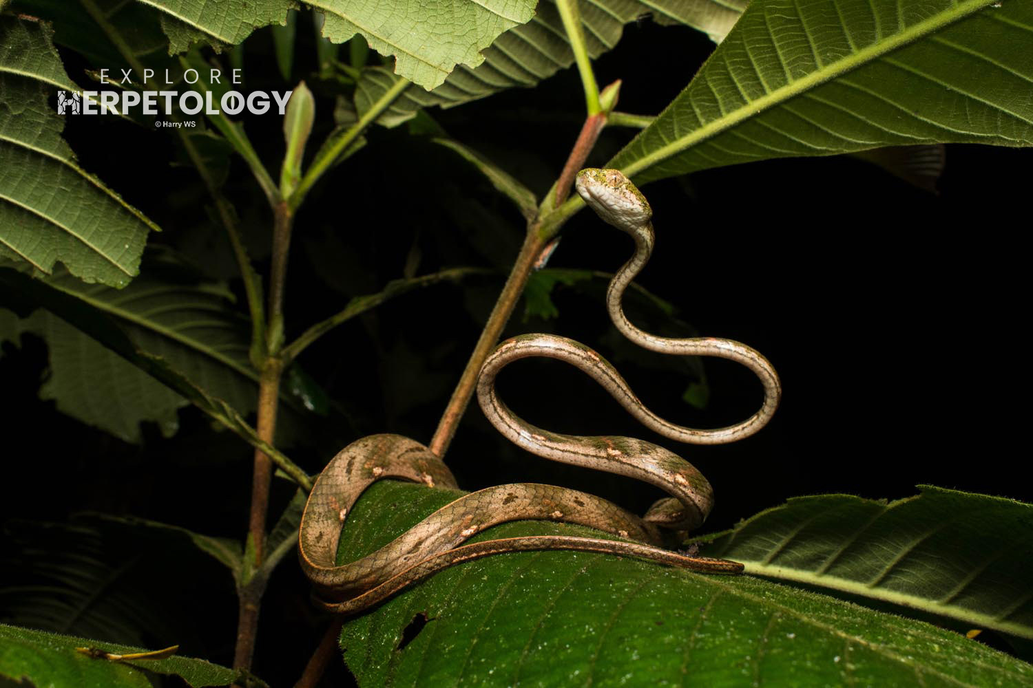 Subadult Boiga bengkuluensis