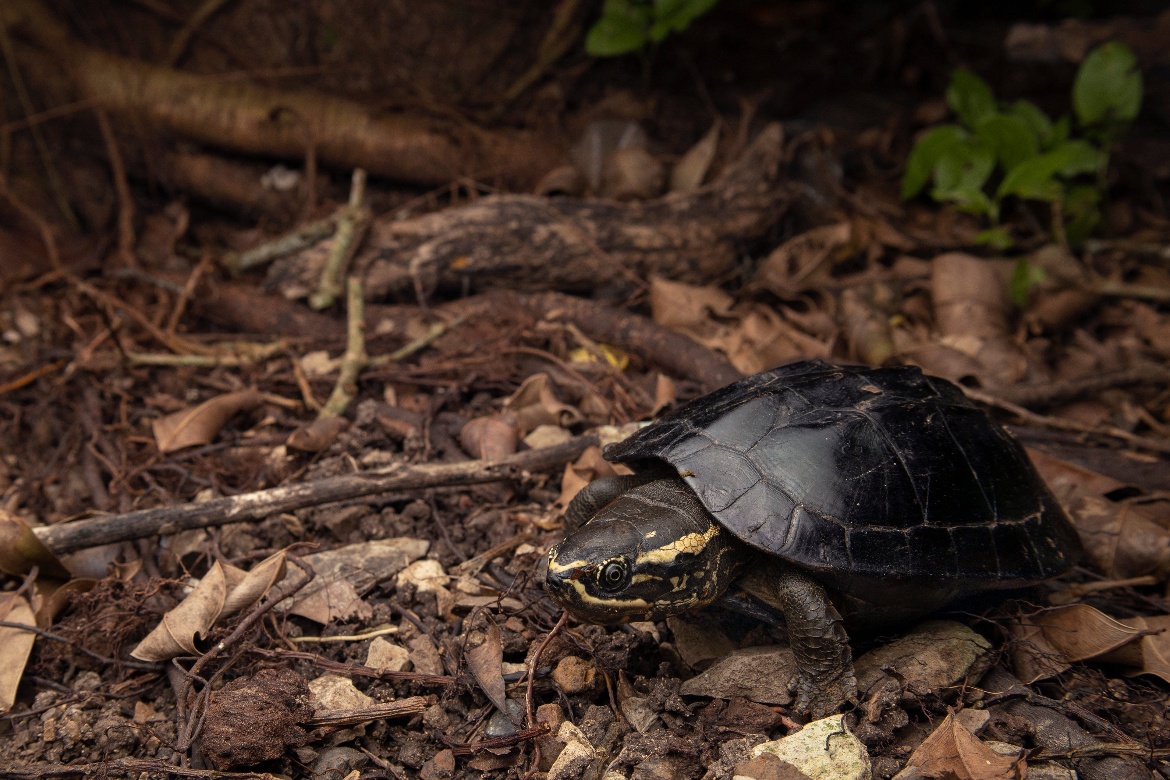 Malayan snail-eating terrapin (Malayemys macrocephala)