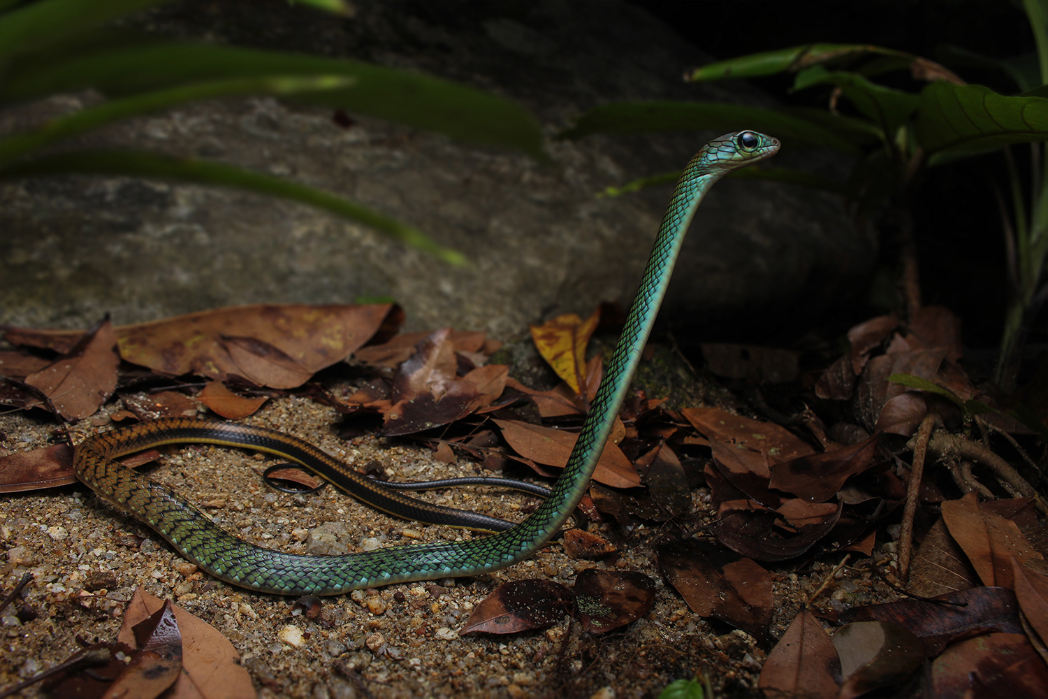 White-bellied rat snake (Ptyas fusca)