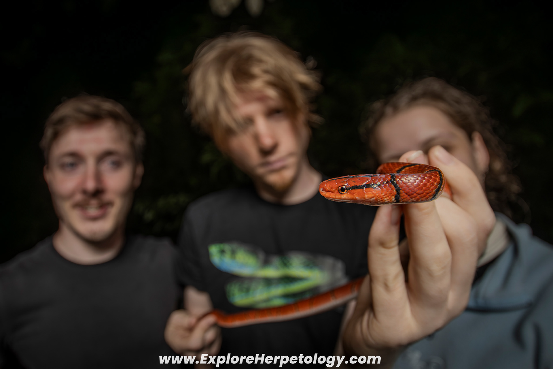 Red bamboo ratsnake (Oreocryptophis porphyracea laticinctus).