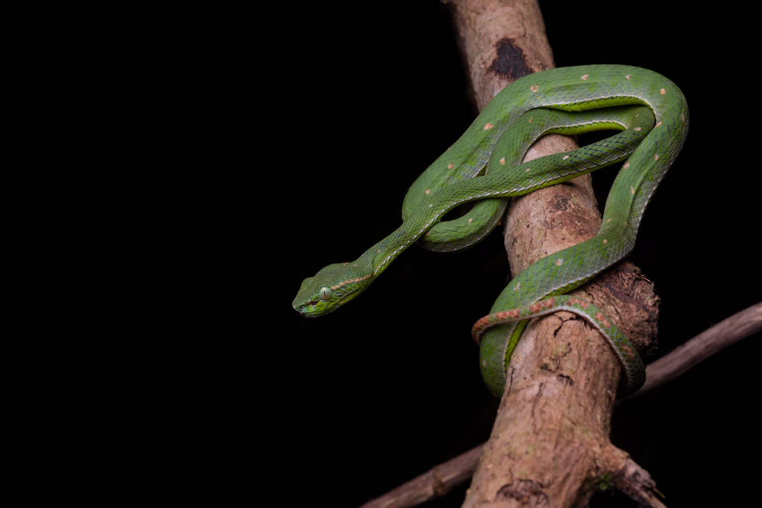 Male Hagen's pit viper (Trimeresurus hageni).