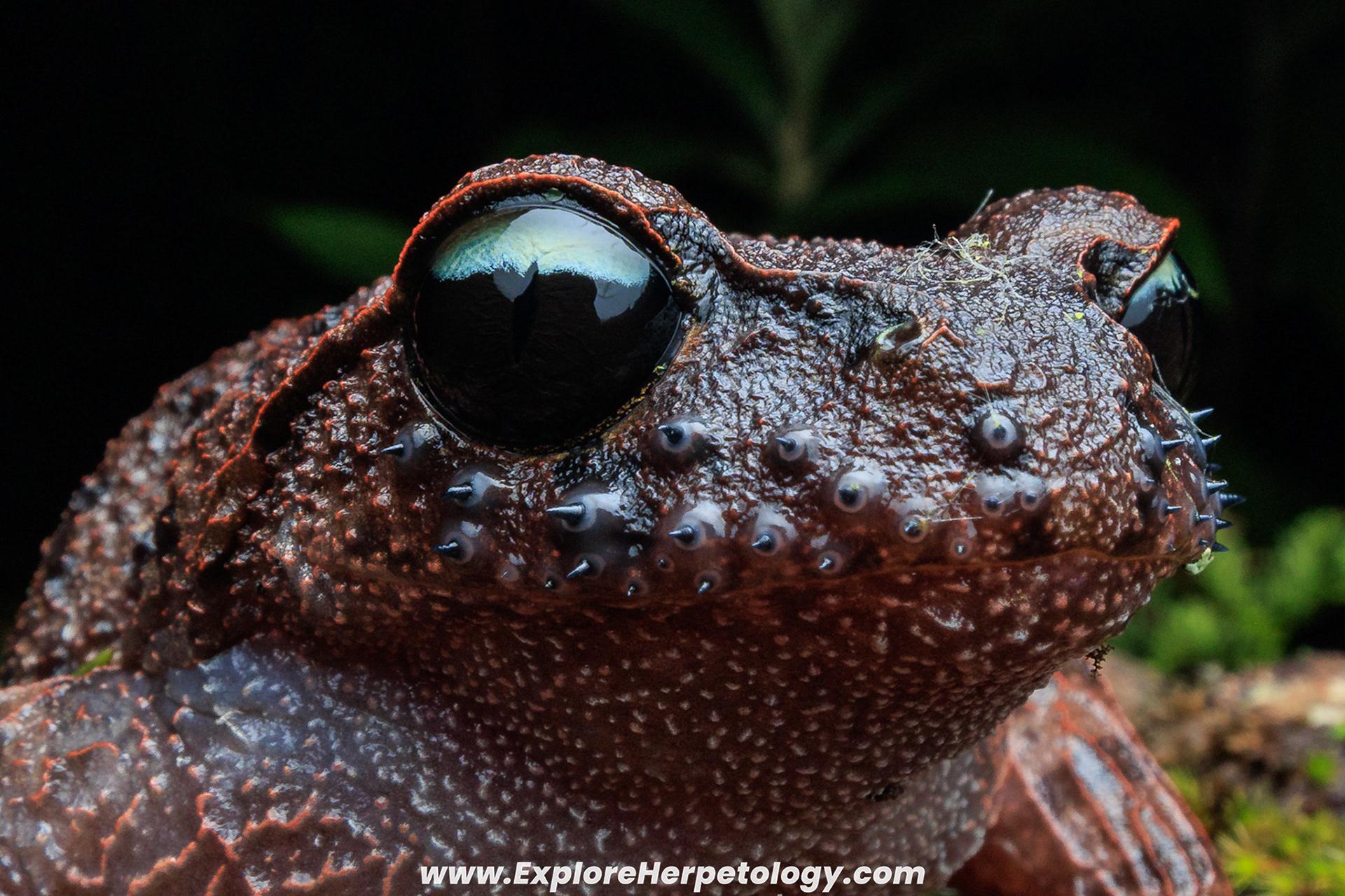 Ailao litter toad (Leptobrachium ailaonicum)