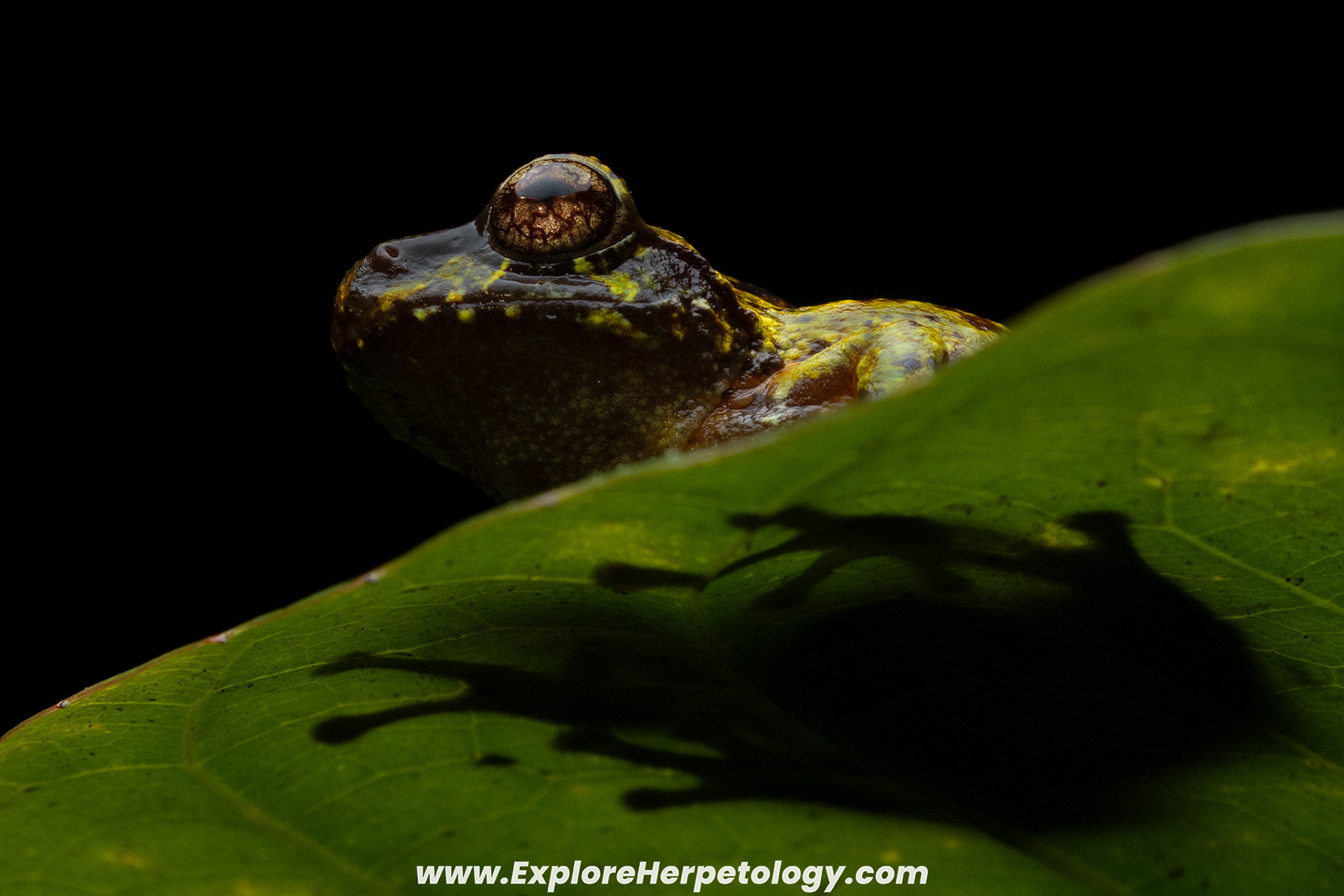 Green bush frog (Philautus bunitus).