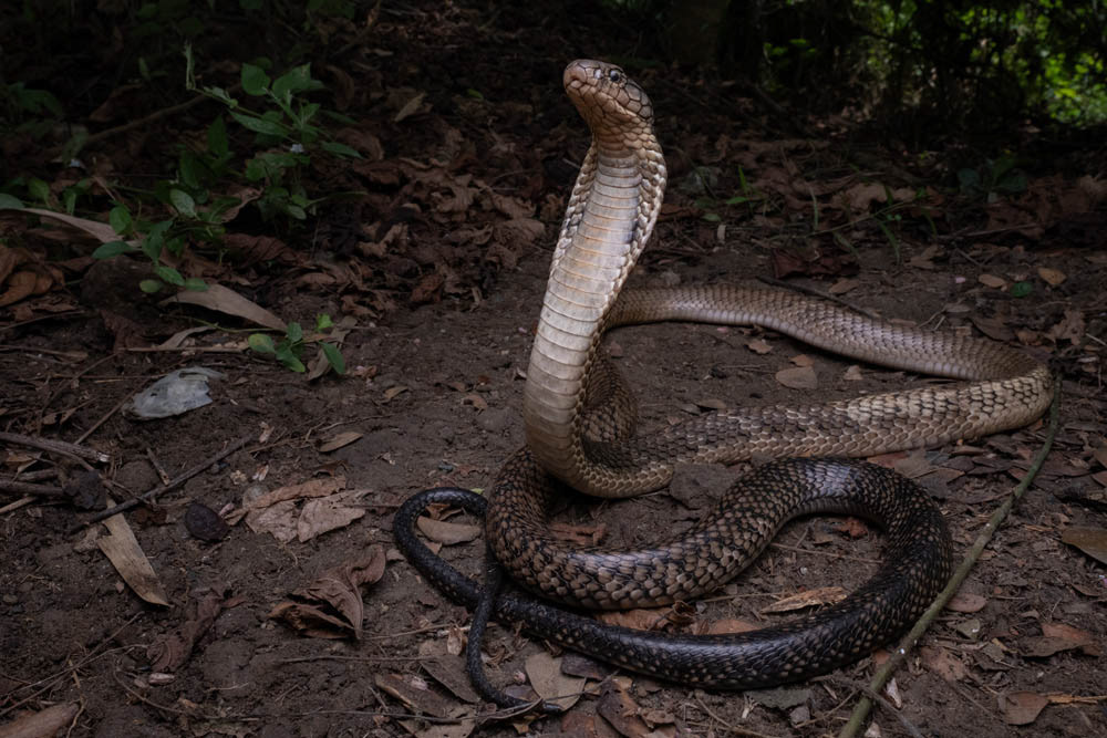 King Cobra (Ophiophagus sp.) from the Philippines.