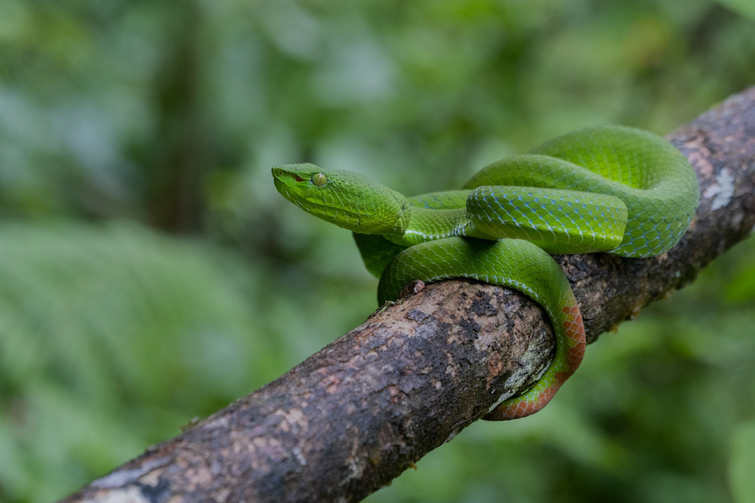 Female Sabah pit viper (Trimeresurus sabahi).