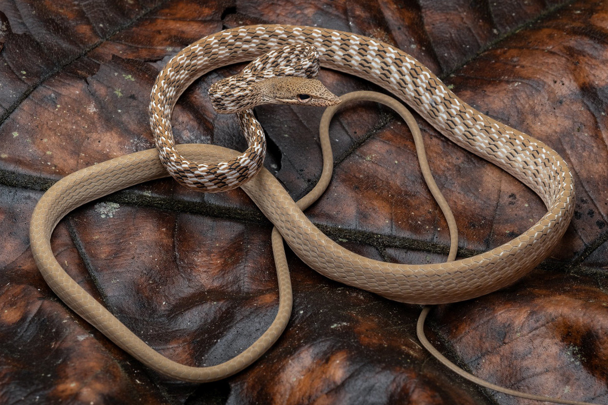 Speckle-headed vine snake (Ahaetulla fasciolata).