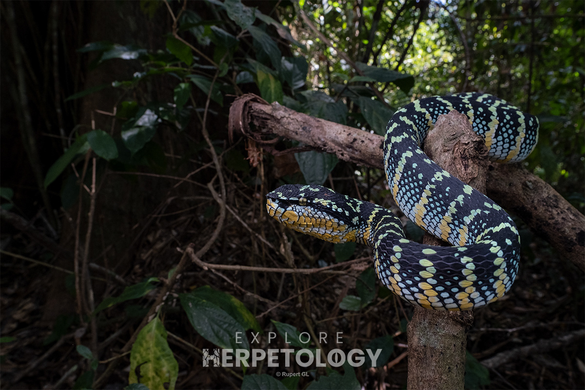 Wagler's pit viper (Tropidolaemus wagleri).