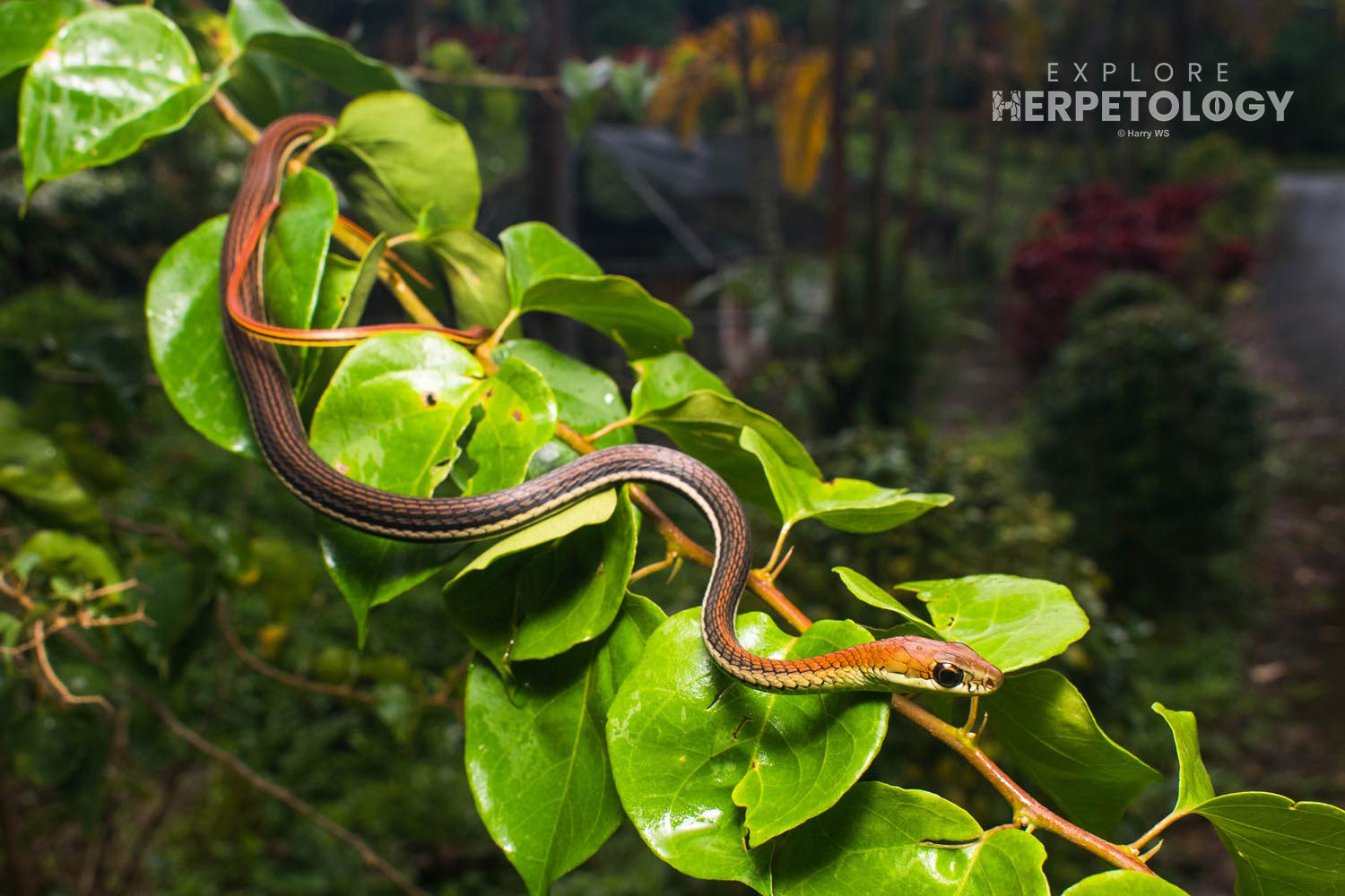 Striped bronzeback (Dendrelaphis caudolineatus)