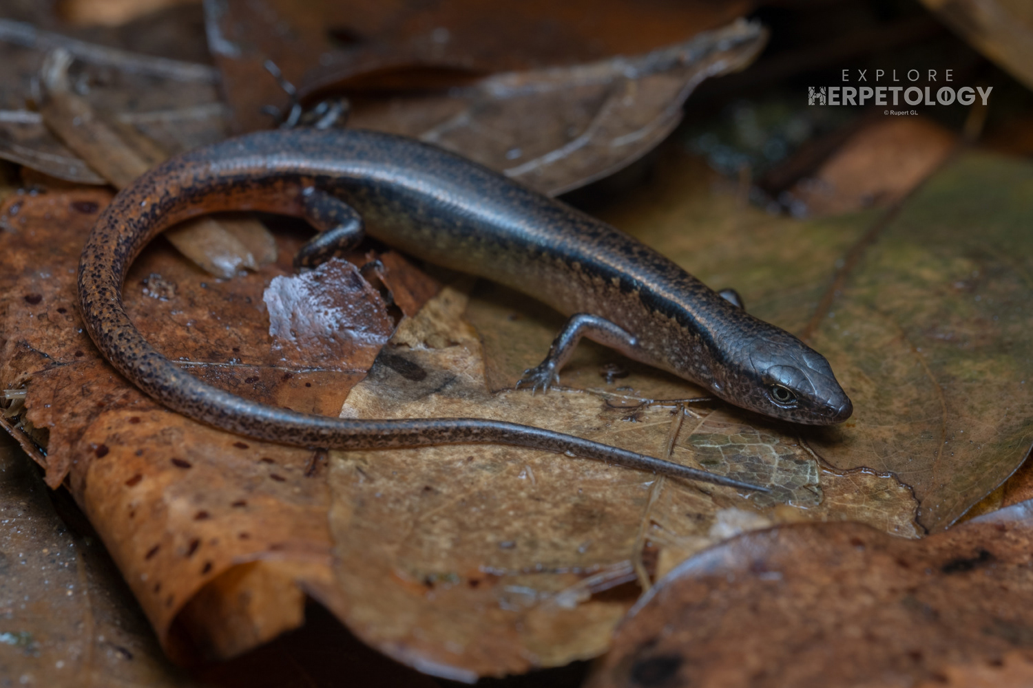 black-spotted litter skink (Scincella melanostica).